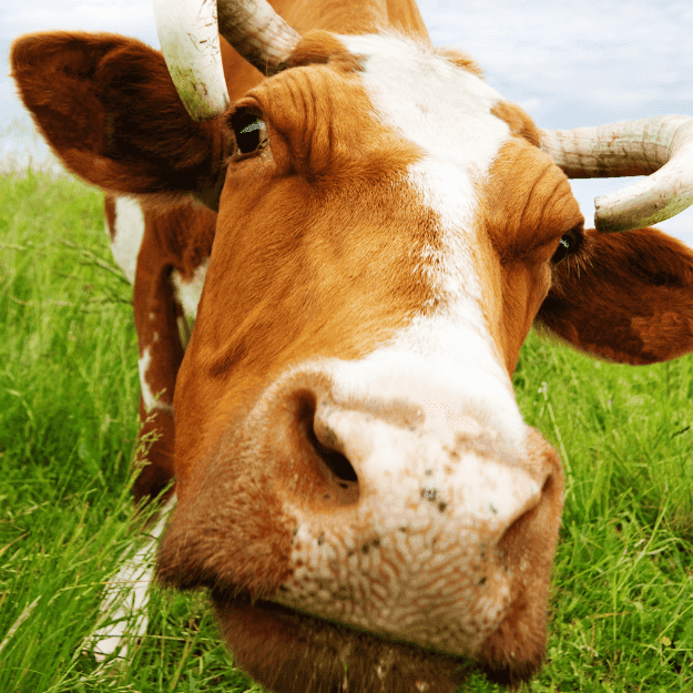 A cow looking into the camera in a green grass field depicting grass fed cows