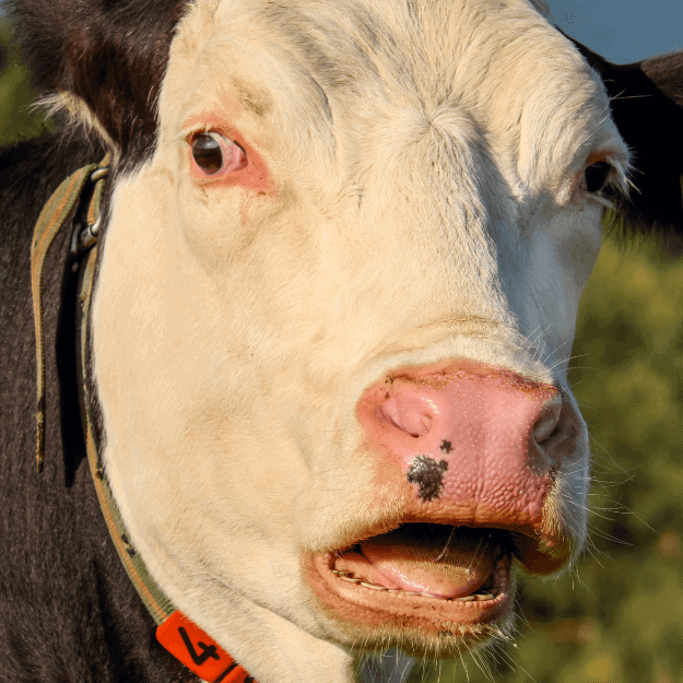 A close up of a cow in a field depicting grass fed beef